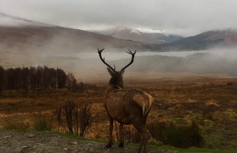deer in front of mountains